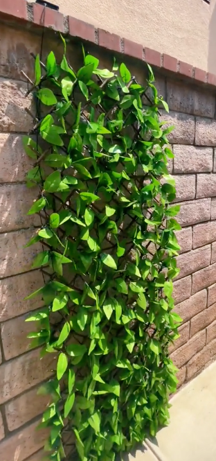 Ivy Fence w/ Lights